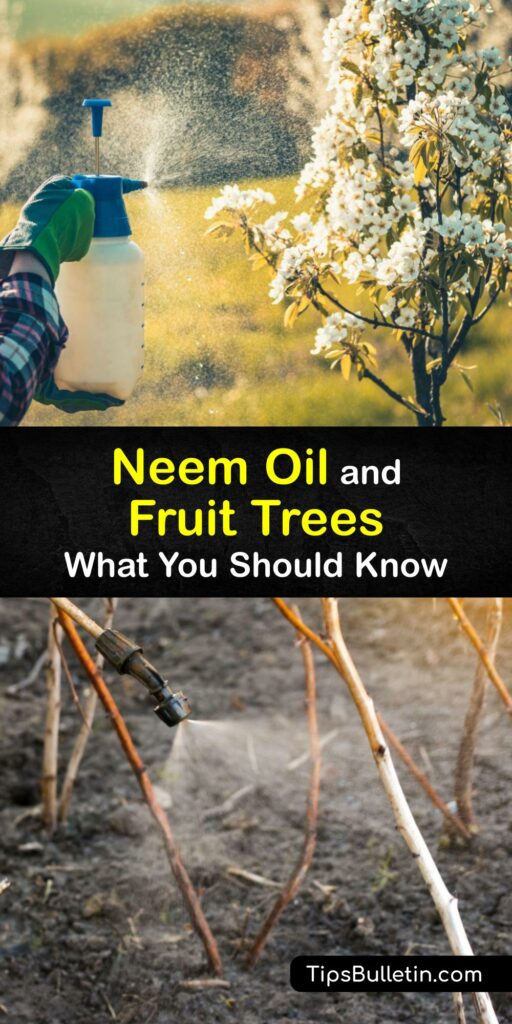 Neem oil is a valuable horticultural oil for fruit trees. Apply neem oil as dormant oil, or use it to treat an insect pest or a fungal infection like powdery mildew. Combine neem oil with dish soap and water to make a foliar spray or soil soak for your plant. #neem #oil #fruit #trees