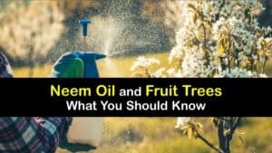 How to Use Neem Oil on Fruit Trees titleimg1