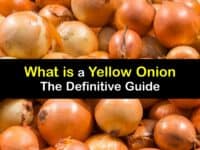 What is a Yellow Onion titleimg1