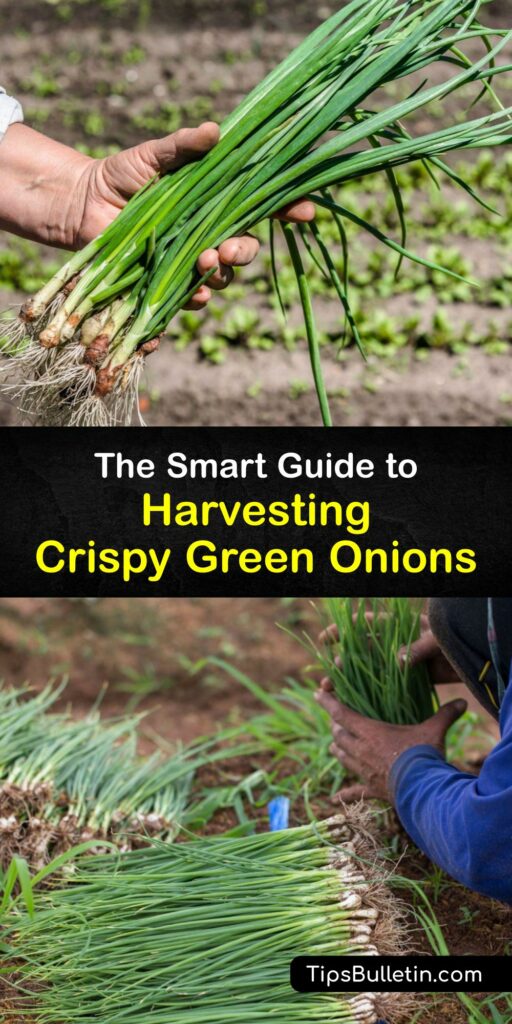 Discover how to grow and harvest a green onion plant (Allium fistulosum) in the home garden, and enjoy fresh onions at the end of the growing season. Instead of buying green onions from the grocery store, plant green onion bulbs in a full sun location. #harvest #green #onions #when