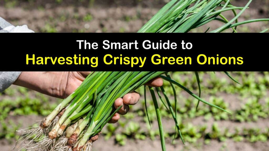 When to Harvest Green Onions titleimg1