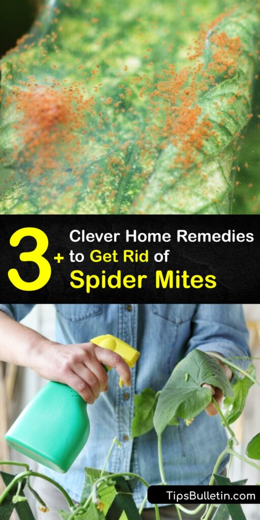 Red spider mite damage destroys the leaf and spells disaster for your plants. Kill the predatory mite and end a spider mite infestation using insecticidal soap, rosemary oil, or neem oil to save your plant leaves. #home #remedies #spider #mites #getrid