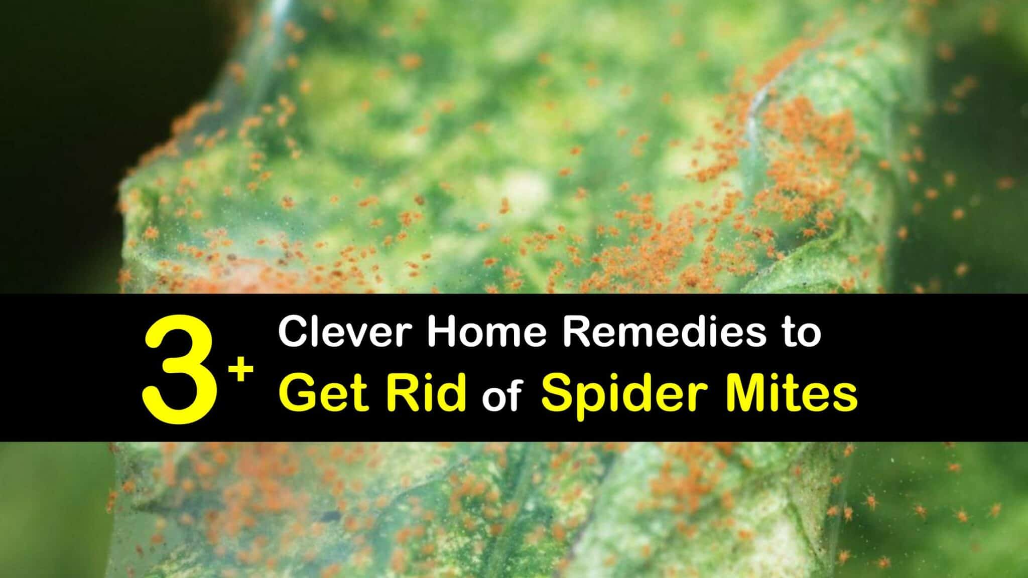 how to get rid of dog mites home remedies