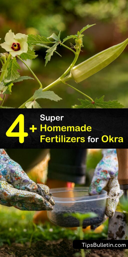 Whether you’re planting okra seed or have mature okra plants, your soil would benefit from some organic fertilizer. Don’t plant okra pods in barren soil. Ensure your okra plant and other vegetable plants are well fed with organic fertilizer like banana peels and compost. #homemade #fertilizer #okra