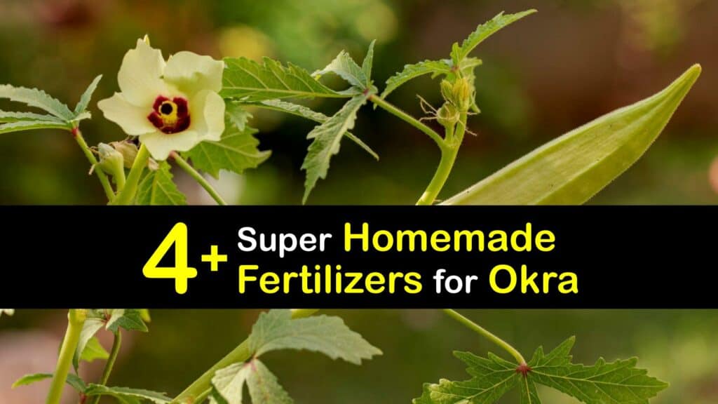 Homemade Fertilizer for Okra titleimg1