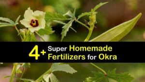 Homemade Fertilizer for Okra titleimg1