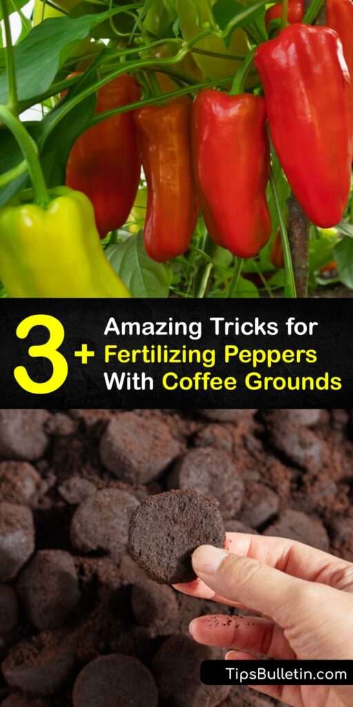 Like Epsom salt and egg shell tea, coffee ground waste is a popular natural pepper and tomato fertilizer. Coffee grounds enrich pepper plant soil. Make fertilizer with coffee grounds to keep your pepper and tomato plants healthy and productive. #fertilize #pepper #plants #coffee #grounds