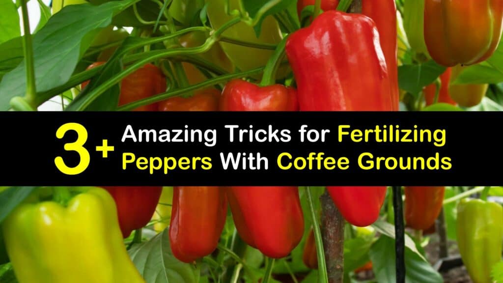 How to Fertilize Pepper Plants With Coffee Grounds titleimg1