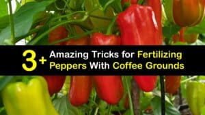 How to Fertilize Pepper Plants With Coffee Grounds titleimg1