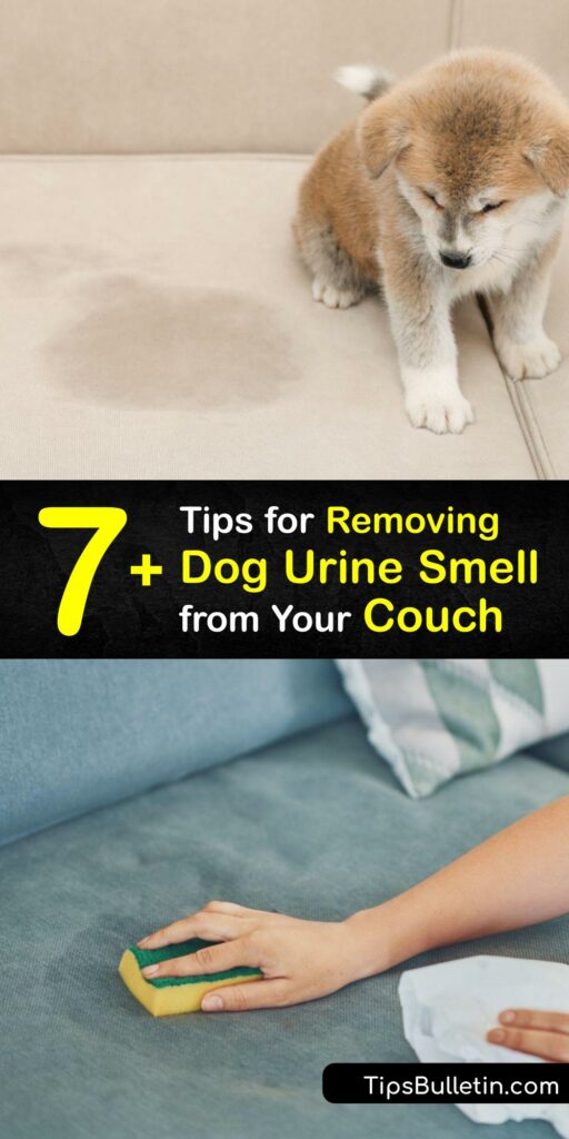 Dog urine smell and pet odor are a thing of the past. Discover how to treat urine stains safely and effectively with these terrific how-to tips. Make your own odor remover, get information about enzyme cleaners, and learn how to finally crush urine odor for good. #dog #pee #smell #remove #couch