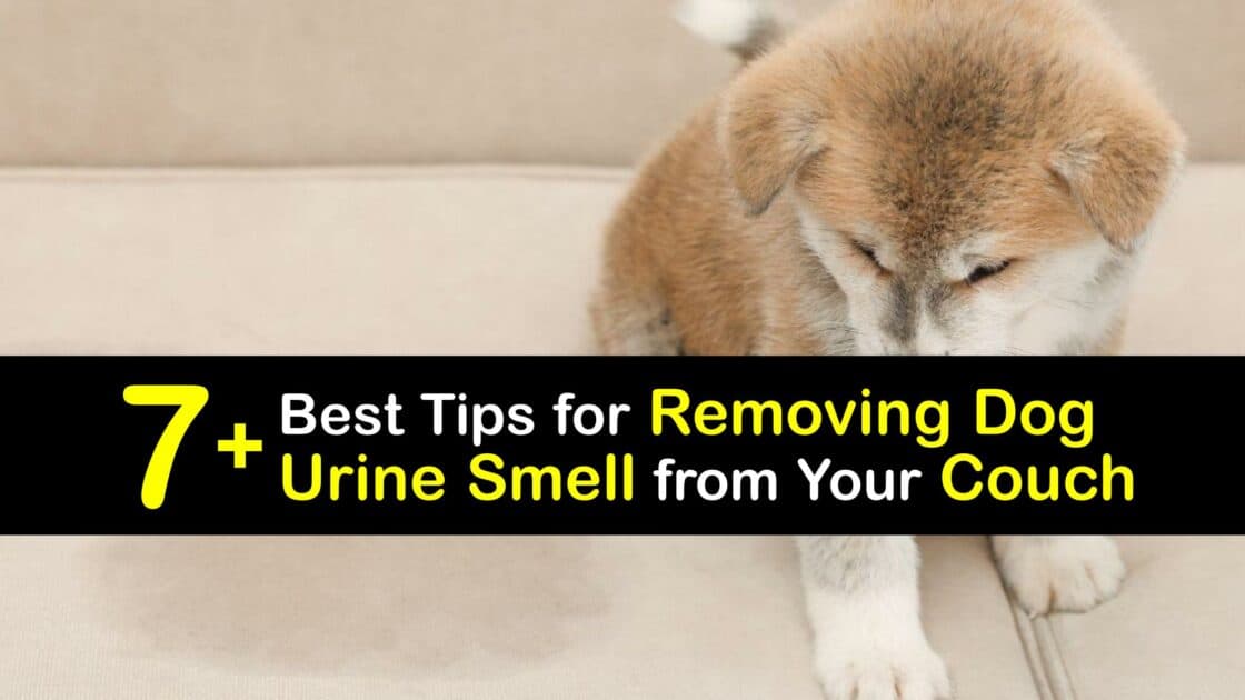 Dog Urine Smells Tricks to Remove Dog Pee Odors from a Couch