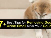 How to Get Dog Pee Smell Out of a Couch titleimg1