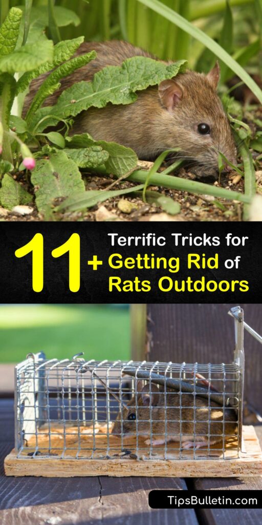 When there’s a rat infestation in your garden, you need methods to repel rats and carry out rat removal. Clean up pet food and nesting material to deter the roof rat and others. Use a live rat trap or snap trap to reduce rodent populations. #get #rid #rats #garden