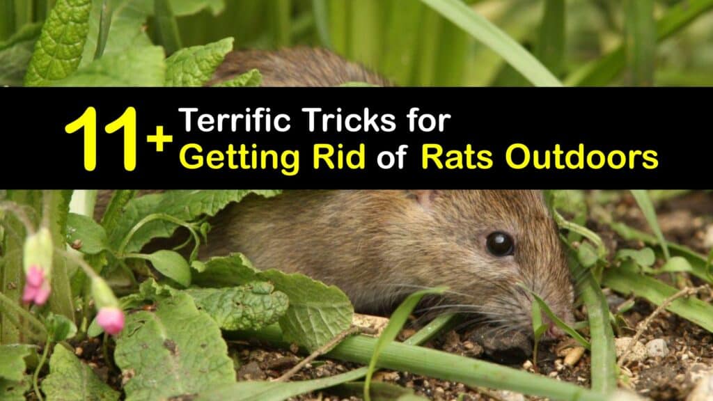 How to Get Rid of Rats in the Garden titleimg1