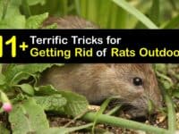 How to Get Rid of Rats in the Garden titleimg1