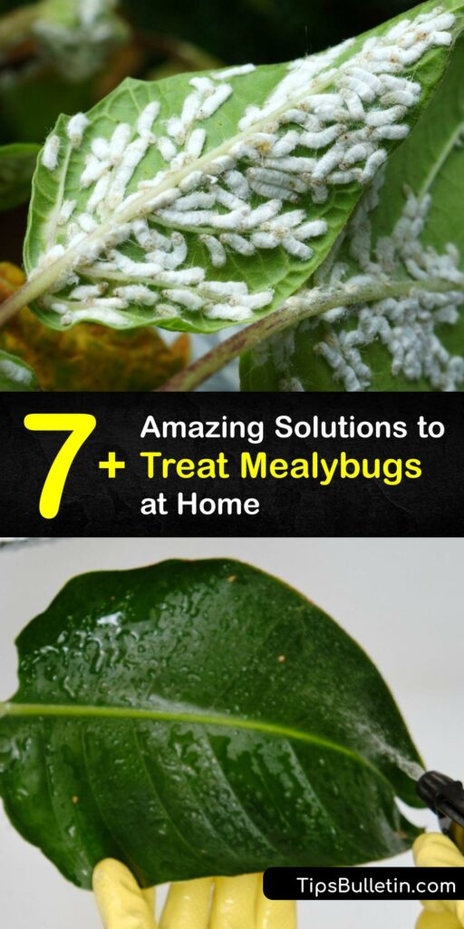 Learn how to kill mealybugs and prevent mealybugs from destroying your indoor plant. Often confused with spider mites, mealybugs destroy an infested plant. Control mealybugs with insecticidal soap, diatomaceous earth, neem oil, and more. #how #getridof #mealybugs
