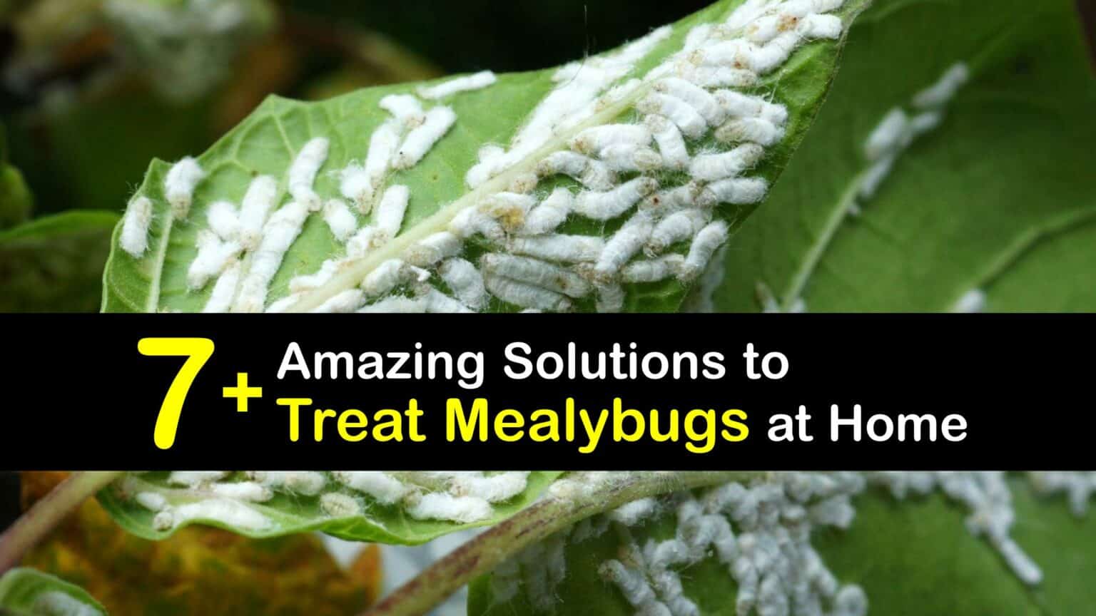 Killing Mealybugs - DIY Natural Bug Control