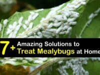 How to Kill Mealybugs titleimg1