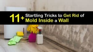 How to Remove Mold From Inside Walls titleimg1