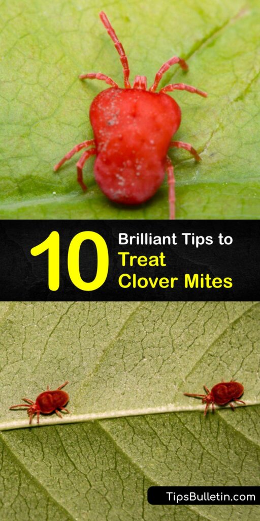 Learn how to treat the clover mite pest (Bryobia praetiosa) indoors and outside. An adult clover mite is a tiny red insect that causes mite damage to lawn grass and plants. It’s vital to take steps to prevent a clover mite infestation. #howto #treat #clover #mites
