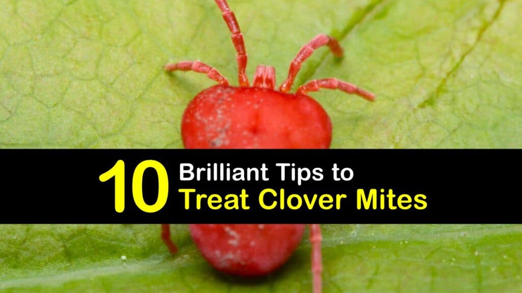 How to Treat Clover Mites titleimg1