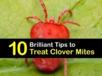 How to Treat Clover Mites titleimg1