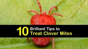 How to Treat Clover Mites titleimg1