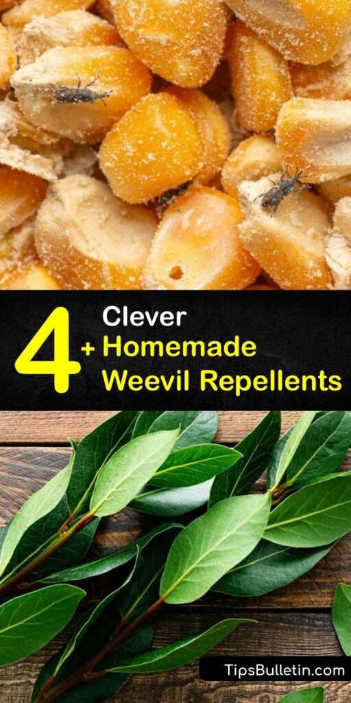 Whether you call them rice bugs or flour bugs, a pantry moth and adult weevils are formidable pantry pests. Learn to repel a black vine weevil infestation or grain-invading pantry bugs with natural remedies like bay leaves, garlic, dish soap, and more. #natural #weevil #repellent