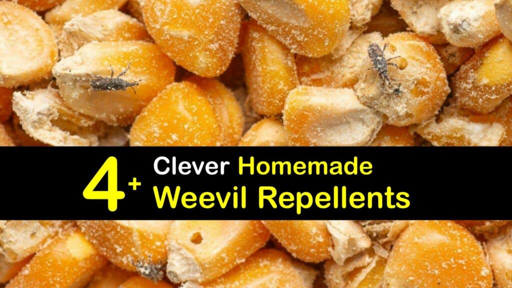 Natural Weevil Repellent titleimg1