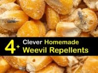 Natural Weevil Repellent titleimg1