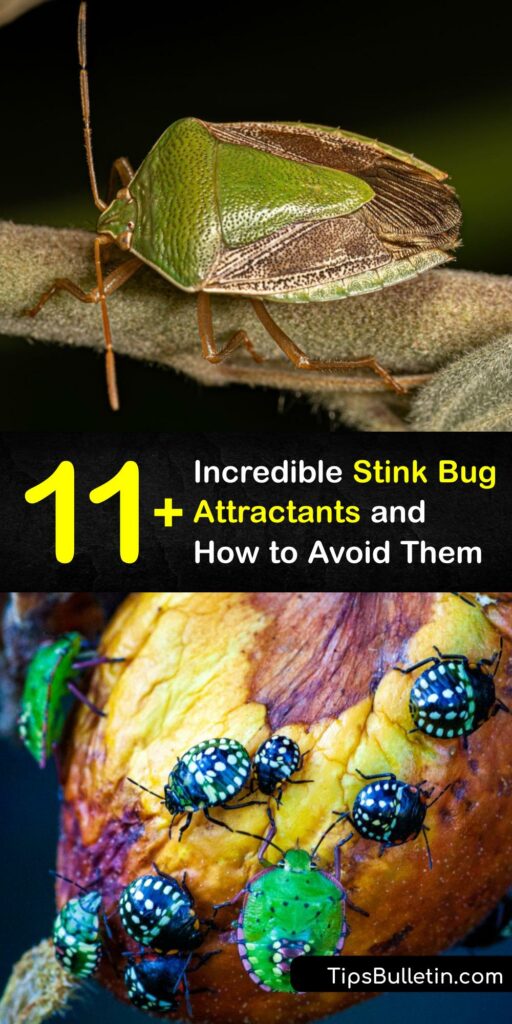Learn how to prevent stink bugs from infesting your home and garden by removing their food source and other bug attractions. Brown marmorated stink bugs are invasive and easy to eliminate with Neem oil and other pest control methods. #attracts #stinkbugs