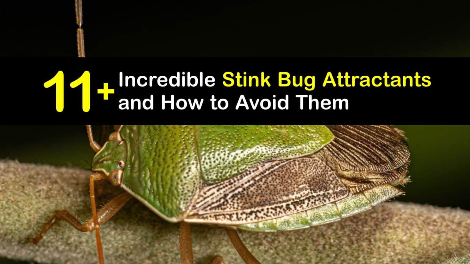Stink Bug Attractants What Are Stink Bugs Attracted To