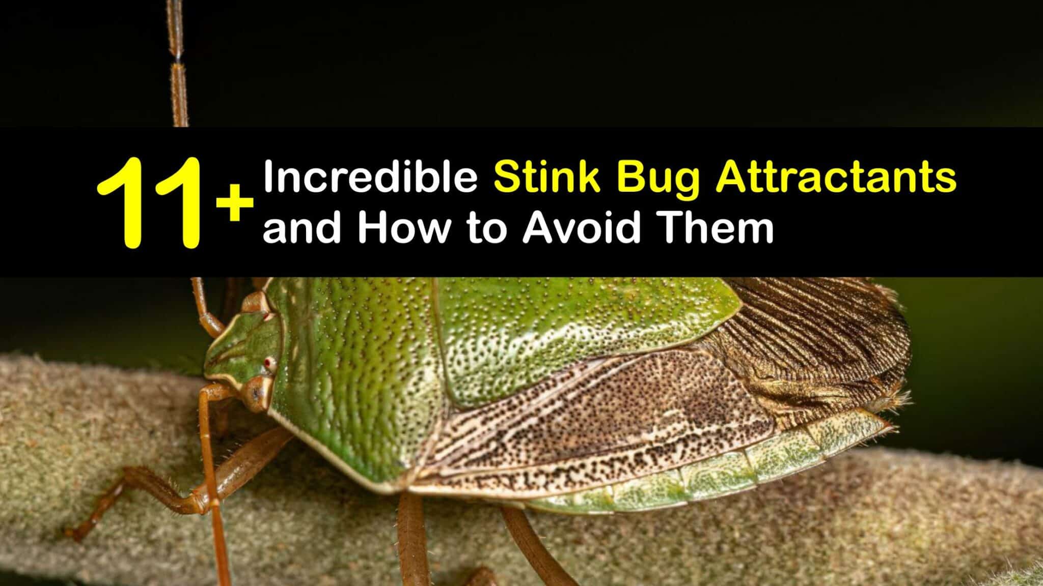 Stink Bug Attractants What Are Stink Bugs Attracted To