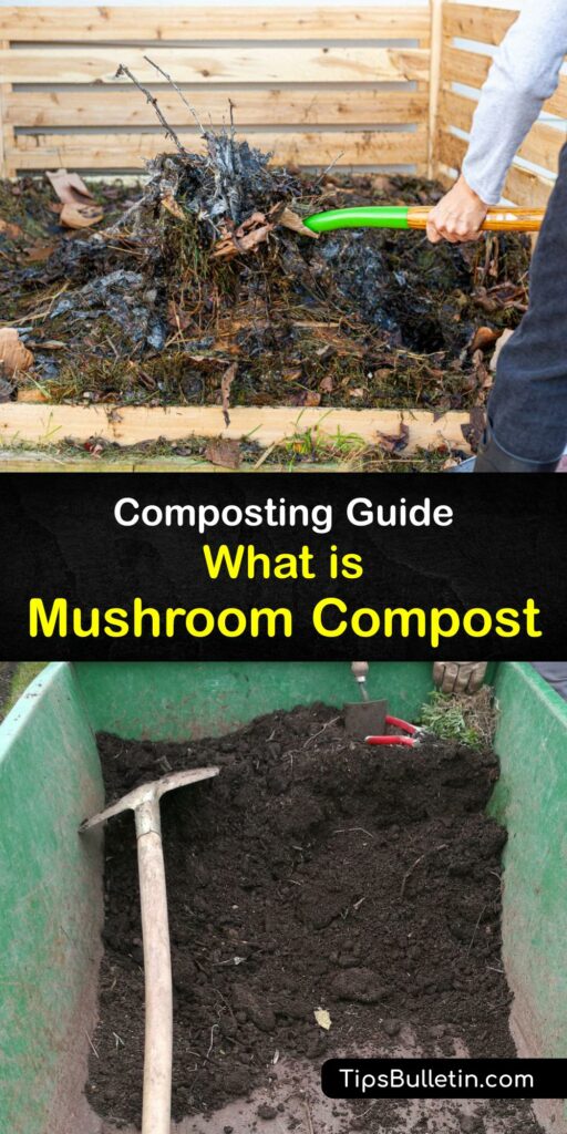 Discover how to make fresh mushroom compost or mushroom substrate while growing mushrooms. Like a regular compost pile, mushroom compost contains organic matter that improves soil health and promotes healthy plant growth. #mushroom #compost