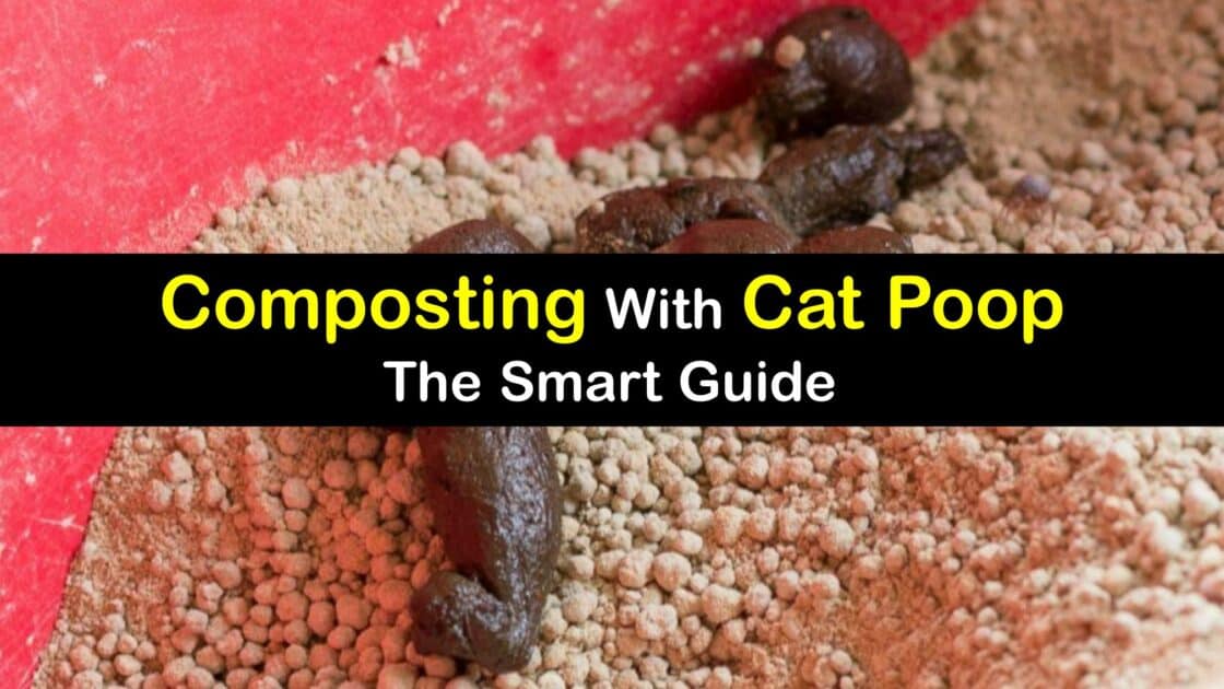 Cat Poop and Composting Are Cat Feces Good Fertilizer