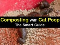 Can You Compost Cat Poop titleimg1