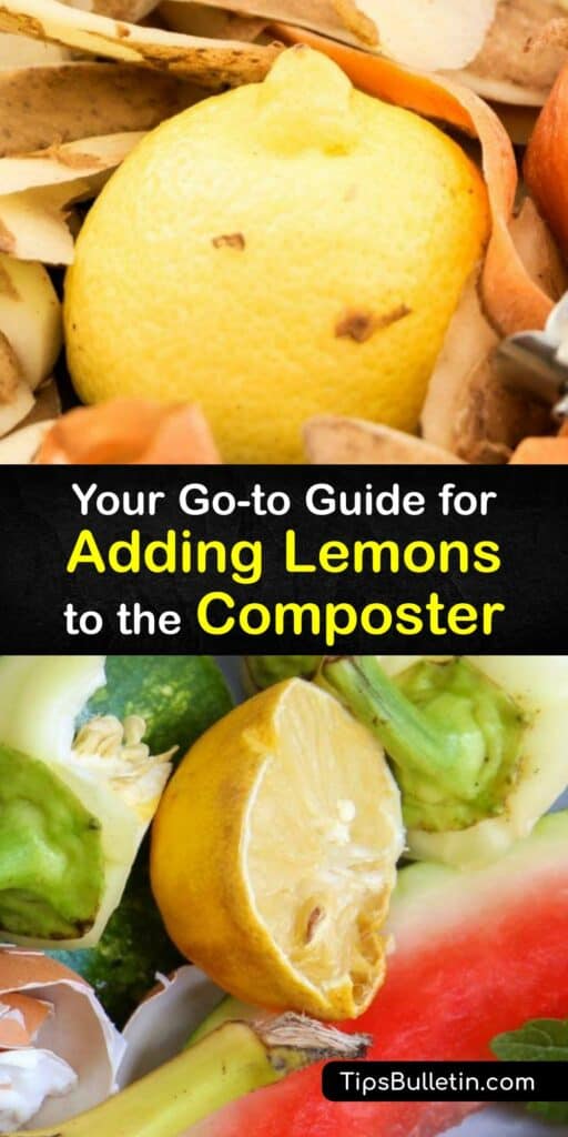 Many people have questions about citrus fruit and the compost bin. Is it safe to throw things like melon rind, orange peel, or lemon peel in the compost heap? We answer all your lemon questions and more in this definitive guide to compost and citrus fruit. #compost #lemon #peels