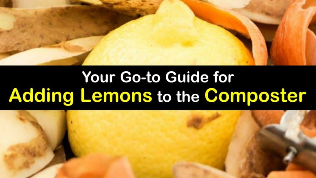 Can You Compost Lemons titleimg1