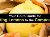 Can You Compost Lemons titleimg1