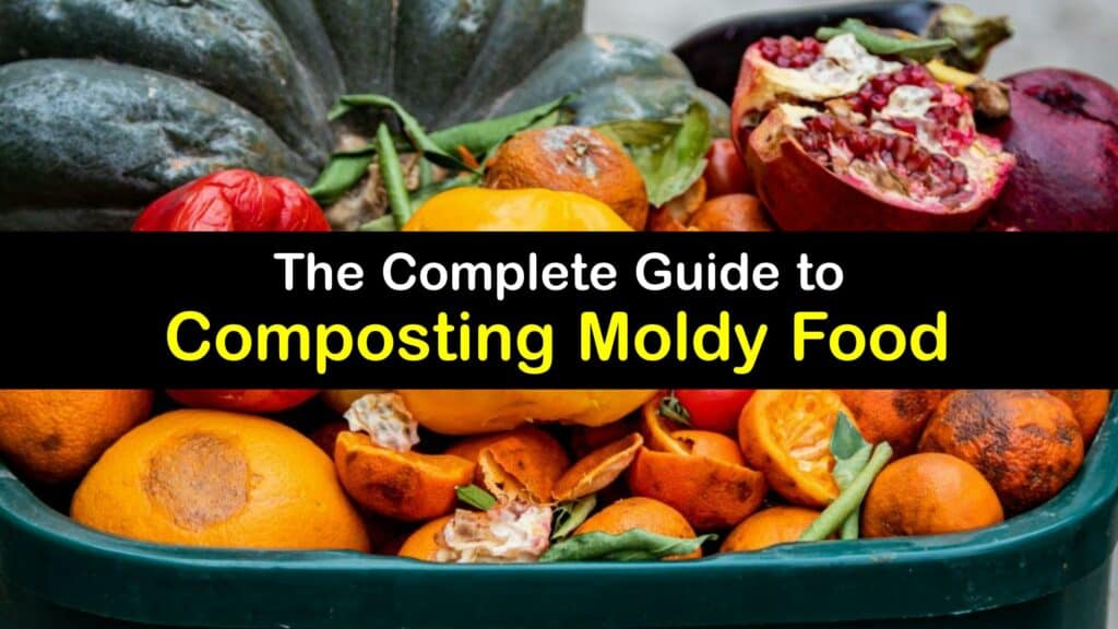 Can You Compost Moldy Food titleimg1