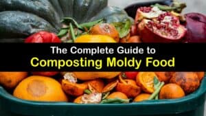 Can You Compost Moldy Food titleimg1