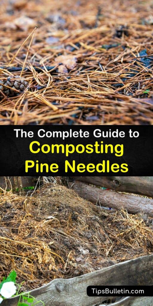 If you have pine trees, you likely have pine needle waste. Add pine tree needles to your compost pile to make a soil amendment or use it as organic mulch. Pine needle mulch or pine straw fertilizes and helps water retention. Pine needle compost improves soil structure. #compost #pine #needles