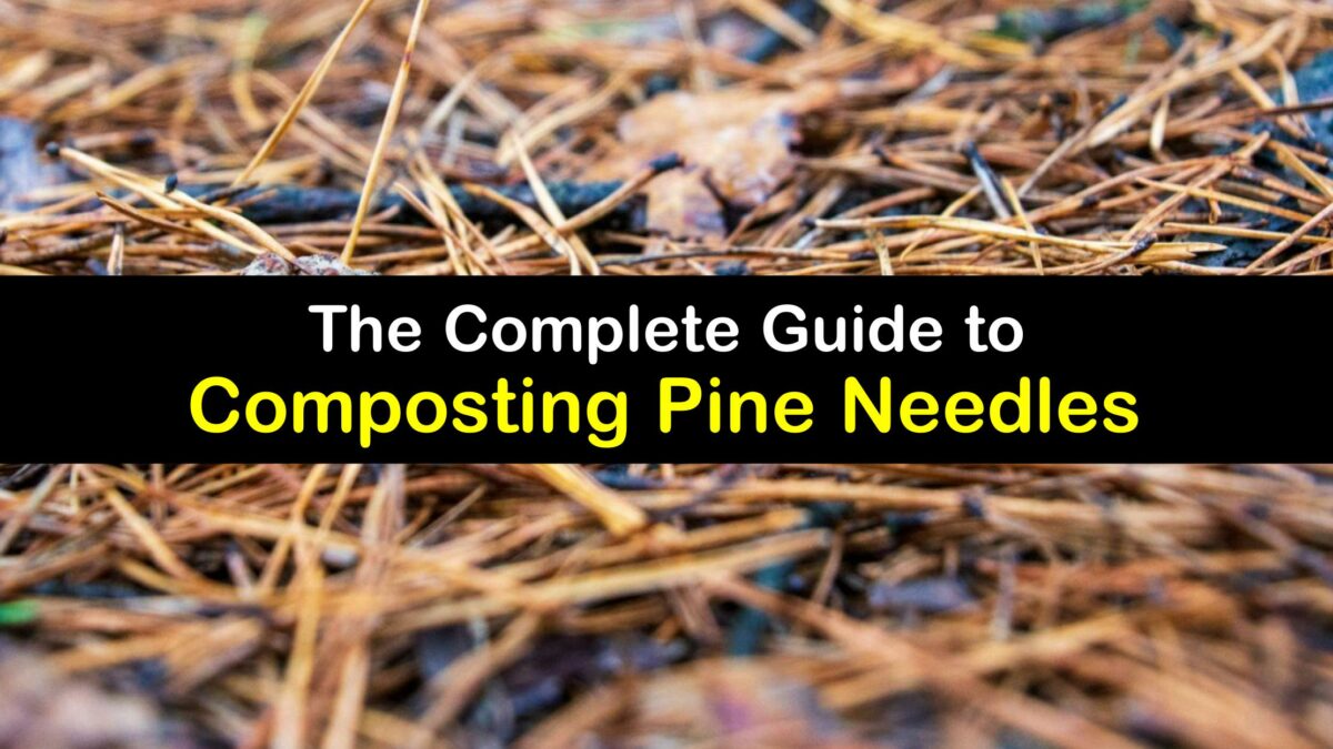 Compost Additions Pine Needles in Your Compost