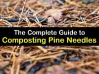 Can You Compost Pine Needles titleimg1