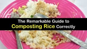 Can You Compost Rice titleimg1