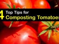 Can You Compost Tomatoes titleimg1