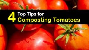 Can You Compost Tomatoes titleimg1