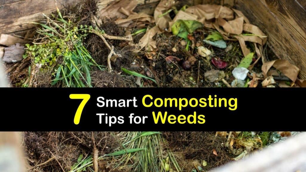 Can You Compost Weeds titleimg1