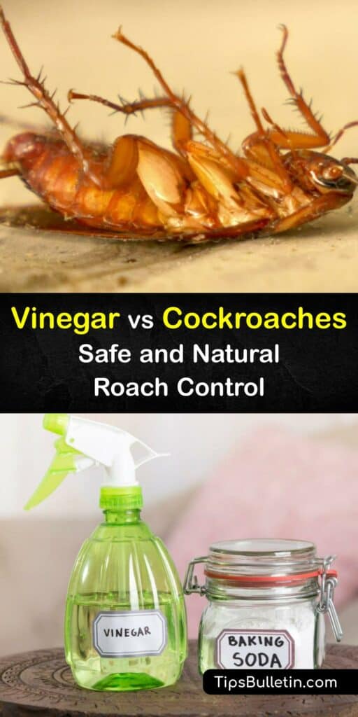 Find out how vinegar stops a roach infestation and use this versatile liquid for pest control. White vinegar is a natural way to repel roaches and keep the roach population in check. Combine it with essential oils to make it stronger and eliminate cockroaches. #vinegar #destroy #roaches