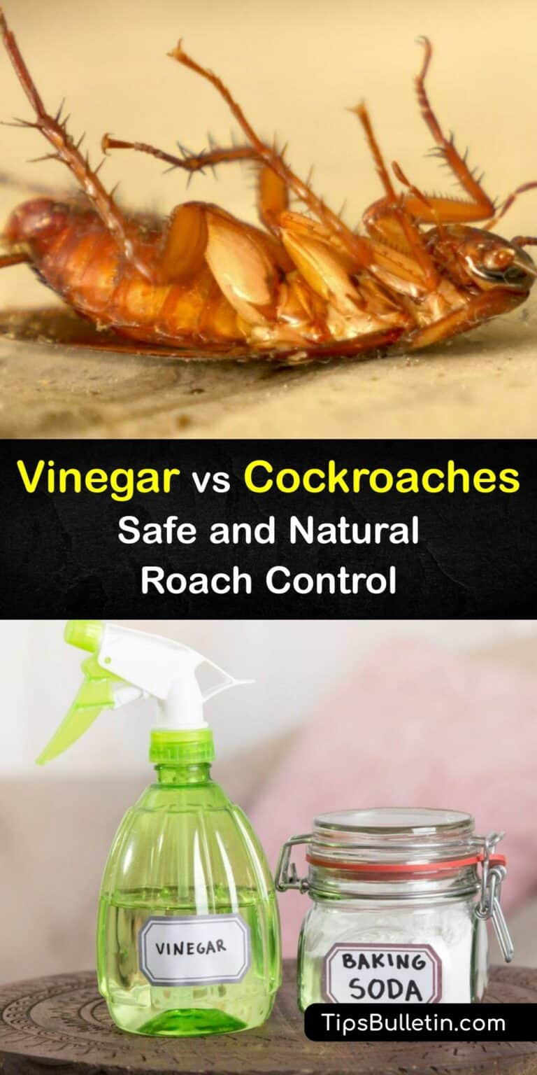 Kill Roaches With Vinegar Does Vinegar Destroy Cockroaches
